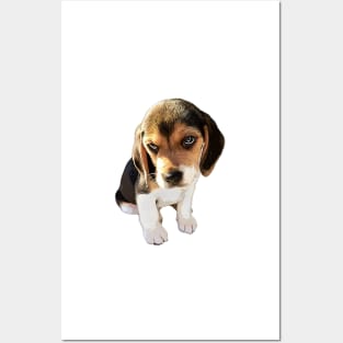 Beagle Dog Cute Puppy Eyes Posters and Art